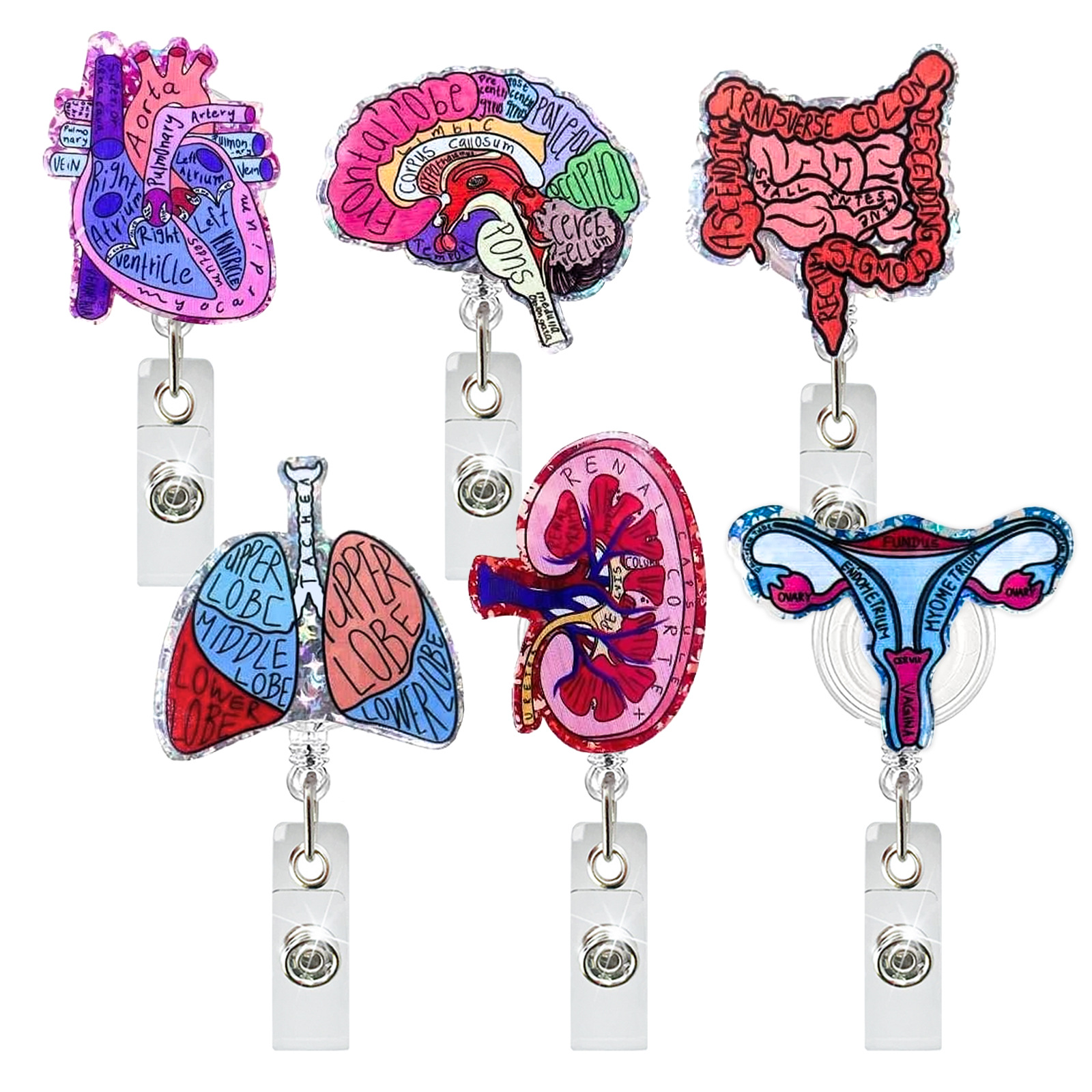 Xray Tech Accessories - Acrylic Heart Lung Brain Kidney Retractable