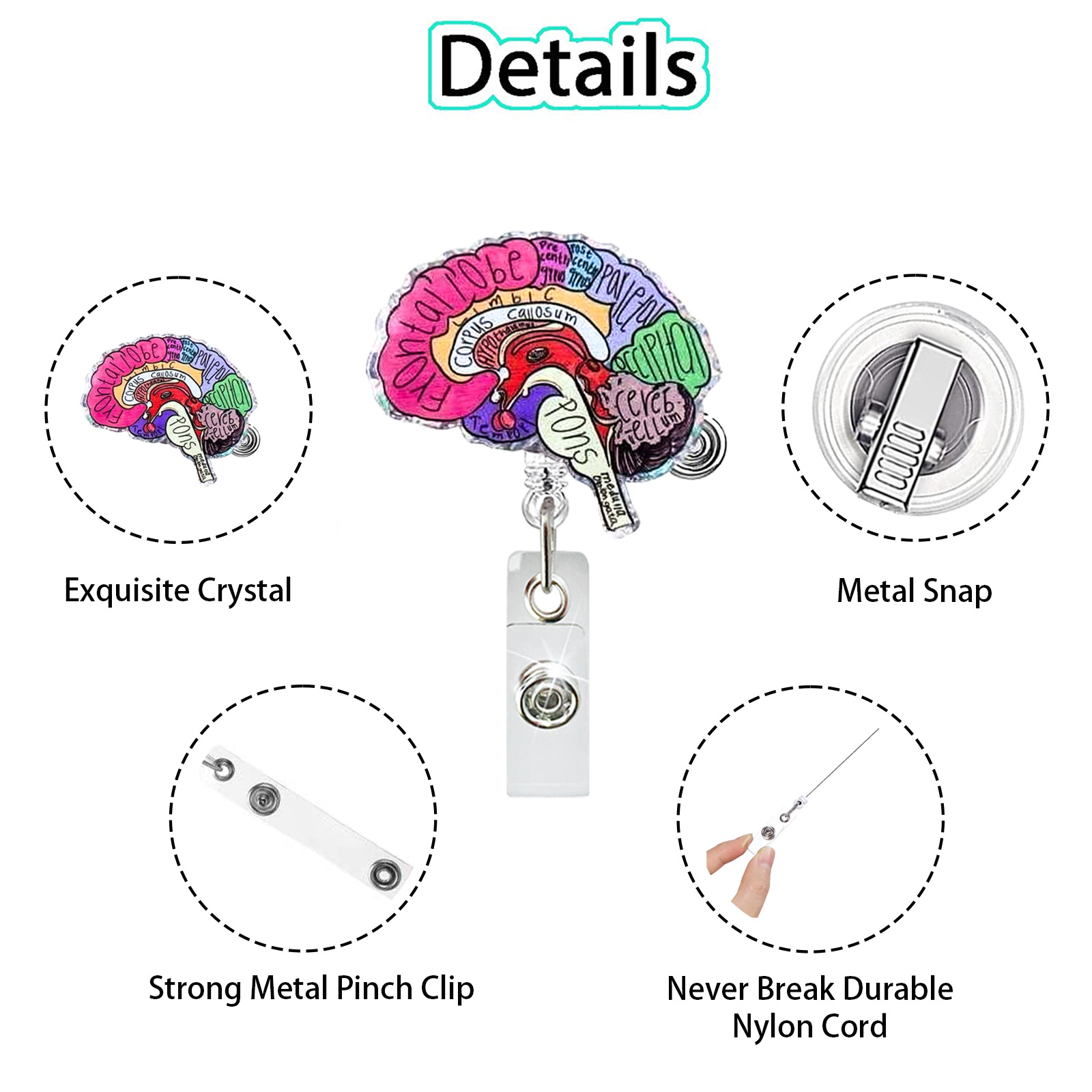 Acrylic Heart Lung Brain Kidne - Xray Tech Accessories avaliação e preço