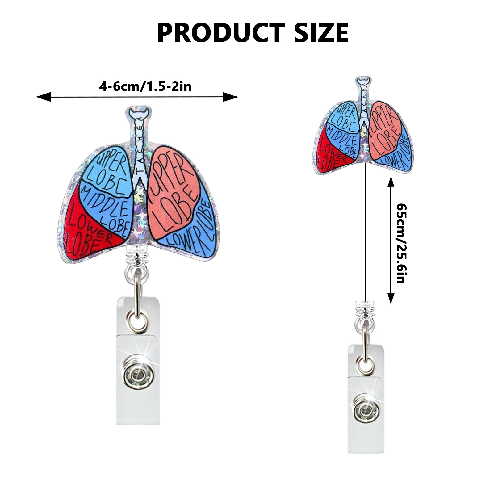Acrylic Heart Lung Brain Kidne - Xray Tech Accessories avaliação e preço